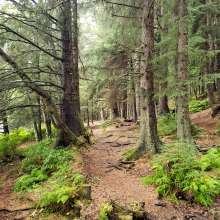 Haines Beach Road trails