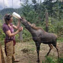 Kroeschel Wildlife