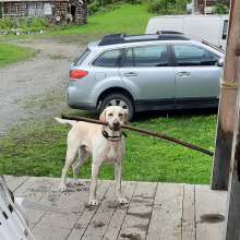 Sarge @ 33 Mile Roadhouse Cafe