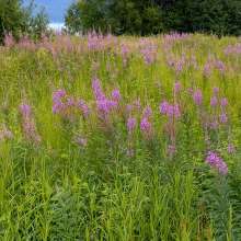 Fireweed