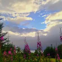 The flowers that can tell you the season