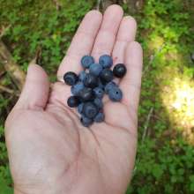 blueberries