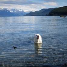 Lady, a mature golden retriever enjoys a summer time swim in Lynn Canal