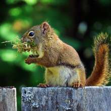 Red Squirrel gathering nest building materials
