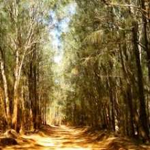 Kanepuu Preserveration