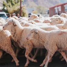 Cedar City Sheep Parade, Livestock & Heritage Festival - October