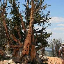 Twisted Forest-Dixie National Forest