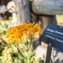 Cedar Breaks National Monument Wildflower Festival