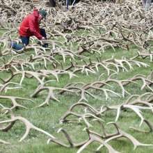 Elk Fest