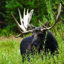 Grand Teton National Park Moose