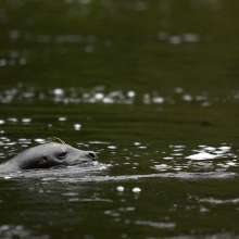 Harbor seal swimming