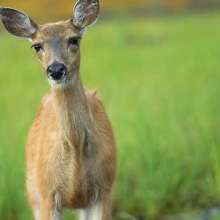 Sitka black tail deer