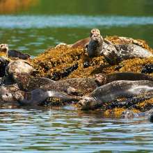 Seals sunning
