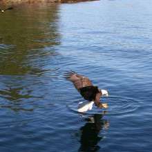 bald eagle going for a fish