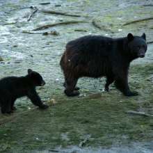 Black bear and cub