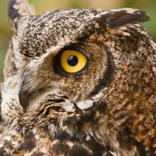 Great horned owl