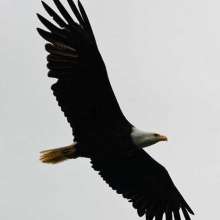 Bald eagle