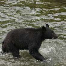 Black bear in water