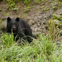 Black bear