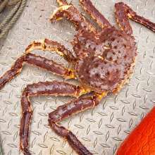 Alaska king crab