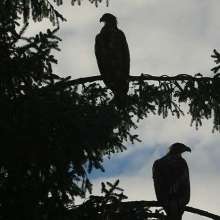 Eagles in tree