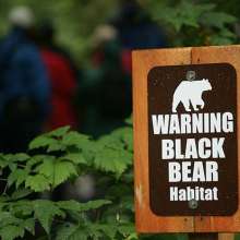 Black bear sign