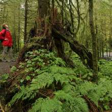 Many trails wind through the rainforest