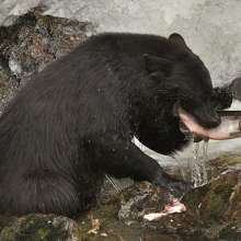 Black bear fishing