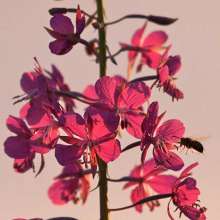 Fireweed blooms in summer throughout Alaska