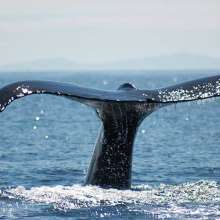 Humpback whale tail