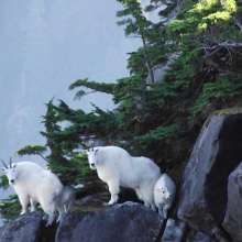 Mountain goats