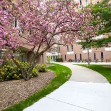MSU Campus in the Spring