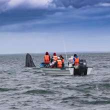 ballenas-puerto-chale-la-paz