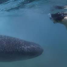 la-paz-swim-whale-shark