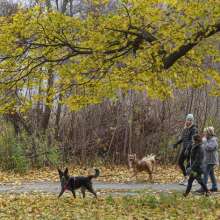 Washington Park - Dog Walks