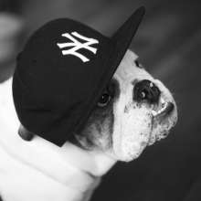 English Bulldog with Yankees Hat