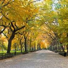 Fall in Central Park