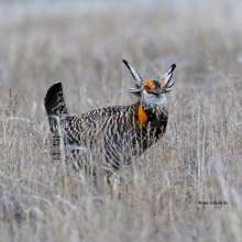 Prairie Chicken