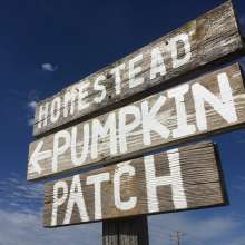 Homestead Pumpkin Patch