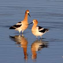 American Avocets Challenging Sandhills Drive