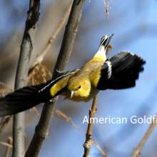 American Goldfinch Challenging Sandhills Scenic Drive
