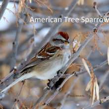 American Tree Sparrow Challenging Sandhills Scenic Drive
