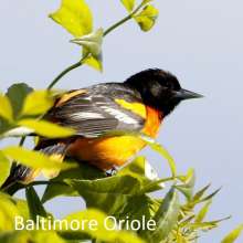 Baltimore Oriole Challenging Sandhills Scenic Drive