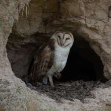 Barn Owl Challenging Sandhills Drive