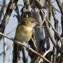 Bells Vireo Sandhills Scenic Drive