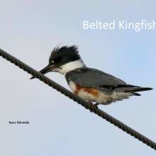 Belted Kingfisher Sandhills Scenic Drive