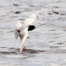 Black Tern Challenging Sandhills Scenic Drive