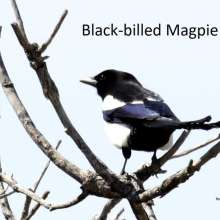Black Billed Magpie Challenging Sandhills Scenic Drive