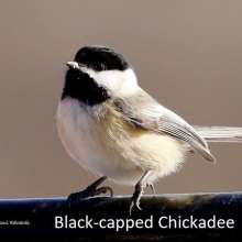 Black Capped Chickadee Challenging Sandhills Scenic Drive
