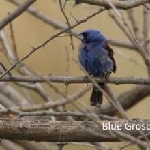 Blue Grosbeak Cottonwood Canyon Scenic Drive
